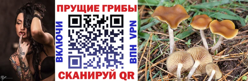 Псилоцибиновые грибы мицелий  купить наркоту  Юрьев-Польский 